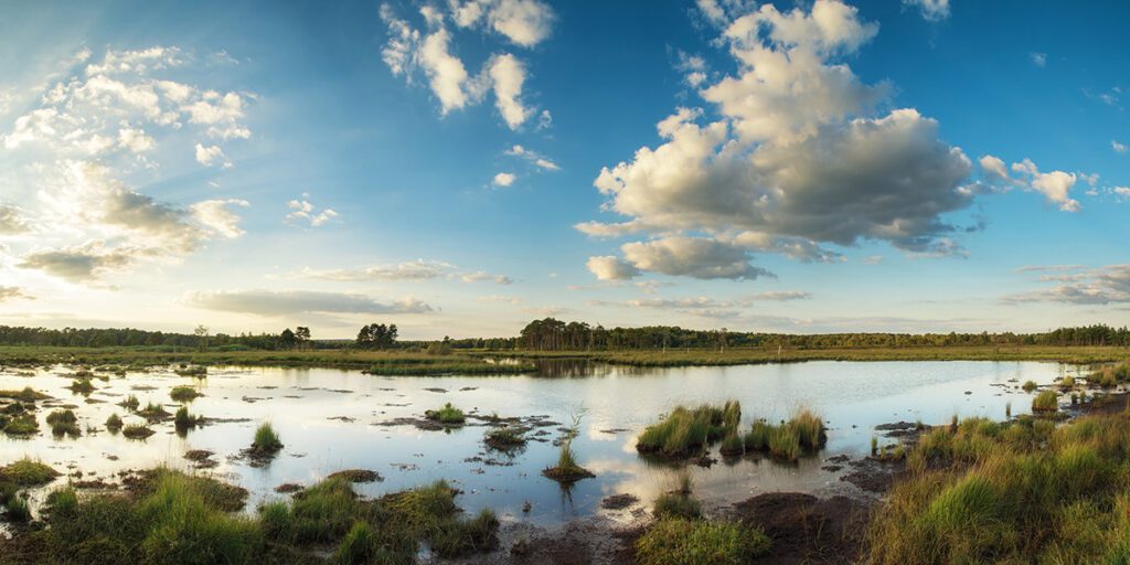 panoramic view of wetlands, non specific location